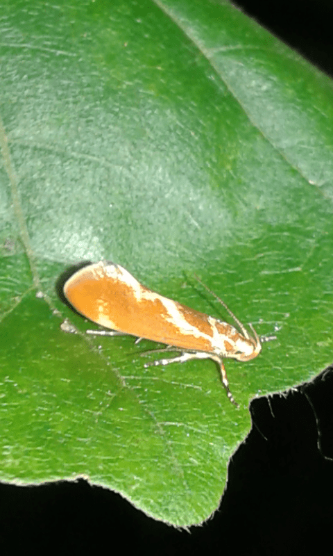 Metalampra italica (Oecophoridae)?  S